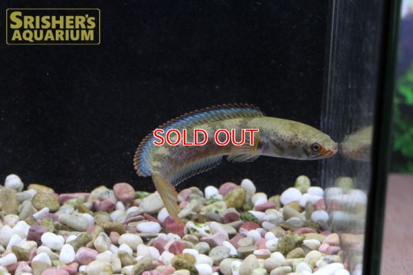 画像7: バーミーズレッドフィンスネークヘッド