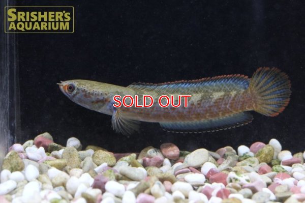 画像8: バーミーズレッドフィンスネークヘッド