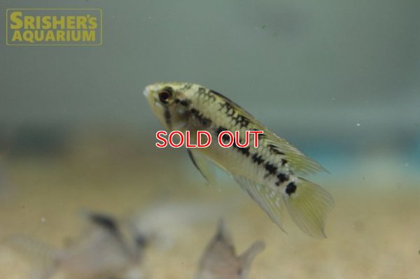 画像5: アピストグラマ ホイグネイ( sv-125) ブリード n-2（ペア）【２０１９年採集】【ベネズエラ】