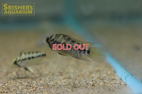 画像4: アピストグラマ ホイグネイ( sv-125) ブリード n-2（ペア）【２０１９年採集】【ベネズエラ】