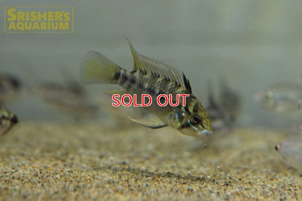 画像3: アピストグラマ ホイグネイ( sv-125) ブリード n-1（ペア）【２０１９年採集】【ベネズエラ】