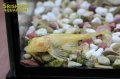 アルビノマーブルセルフィンプレコ