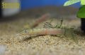 スモモローチ（バルテアータローチ）