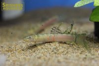 スモモローチ（バルテアータローチ）