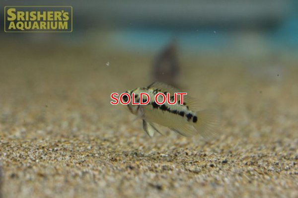 画像9: アピストグラマ ホイグネイ( sv-125) ブリード n-2（ペア）【２０１９年採集】【ベネズエラ】