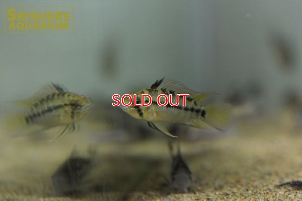 画像6: アピストグラマ ホイグネイ( sv-125) ブリード n-1（ペア）【２０１９年採集】【ベネズエラ】