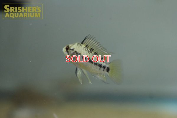 画像6: アピストグラマ ホイグネイ( sv-125) ブリード n-2（ペア）【２０１９年採集】【ベネズエラ】