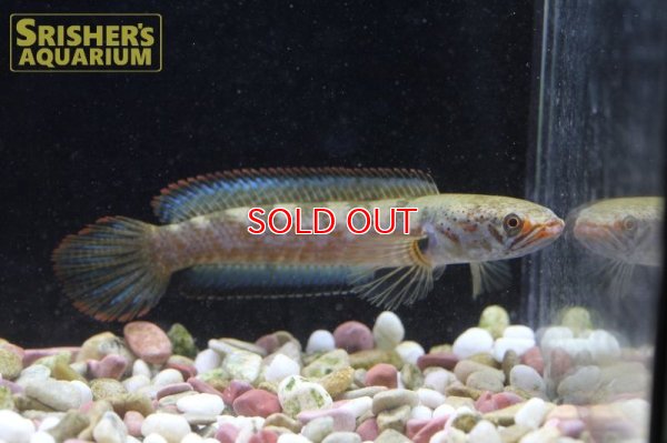 画像5: バーミーズレッドフィンスネークヘッド