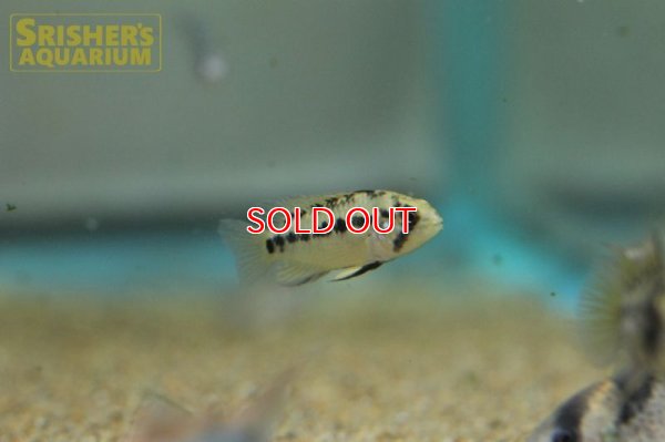 画像11: アピストグラマ ホイグネイ( sv-125) ブリード n-2（ペア）【２０１９年採集】【ベネズエラ】