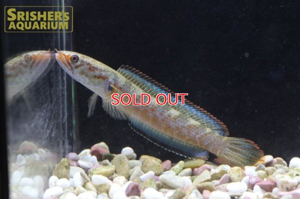 画像3: バーミーズレッドフィンスネークヘッド