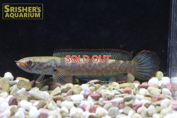 画像4: バーミーズレッドフィンスネークヘッド