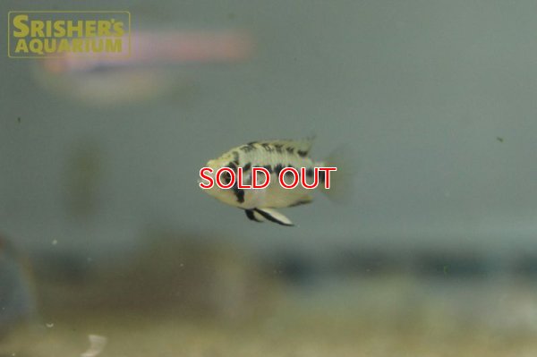 画像12: アピストグラマ ホイグネイ( sv-125) ブリード n-2（ペア）【２０１９年採集】【ベネズエラ】