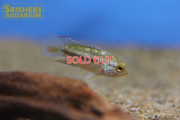 画像3: ナンナカラ　アノマラ　ブリード（ペア）