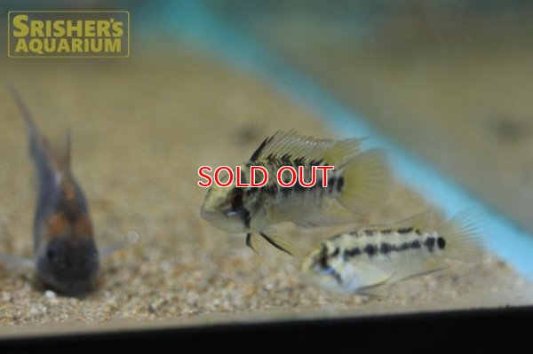 画像8: アピストグラマ ホイグネイ( sv-125) ブリード n-2（ペア）【２０１９年採集】【ベネズエラ】