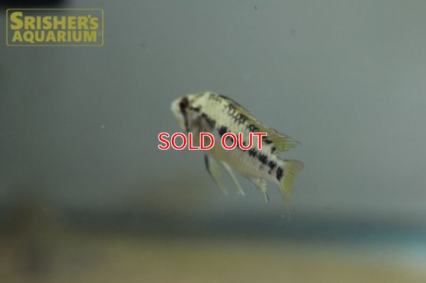 画像7: アピストグラマ ホイグネイ( sv-125) ブリード n-2（ペア）【２０１９年採集】【ベネズエラ】