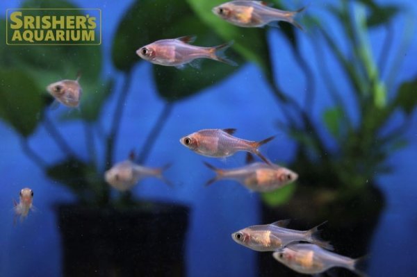 画像4: ラスボラ　ヘテロモルファ　ゴールド