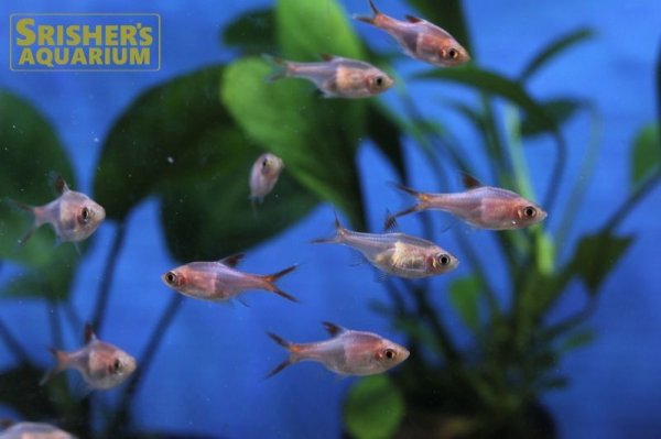 画像3: ラスボラ　ヘテロモルファ　ゴールド