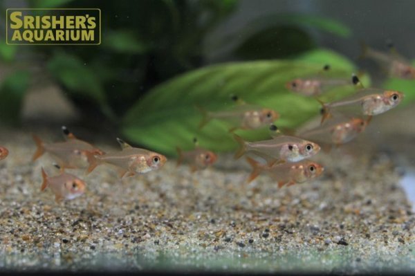 画像6: レッドファントムテトラ WILD