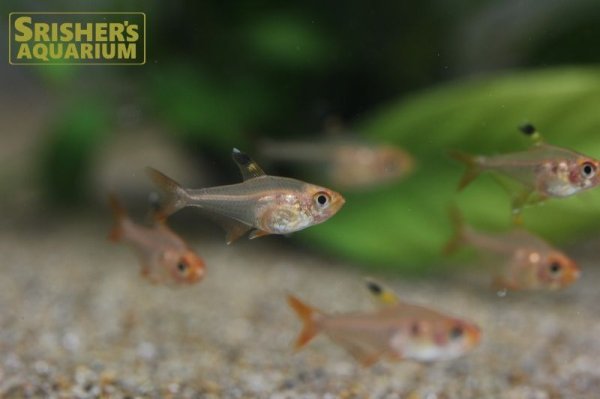 画像4: レッドファントムテトラ WILD