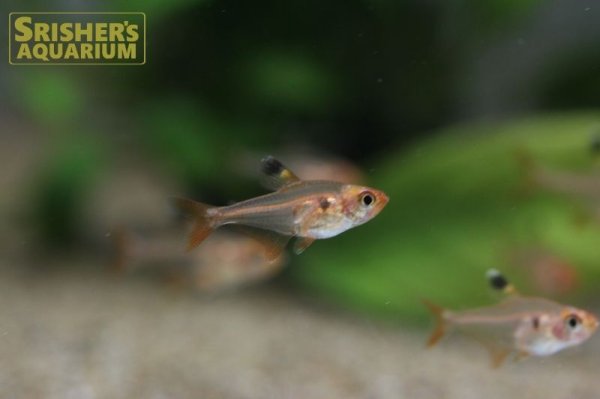 画像5: レッドファントムテトラ WILD