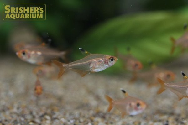 画像3: レッドファントムテトラ WILD