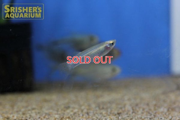 画像6: プロカトーパス　アベランス WILD