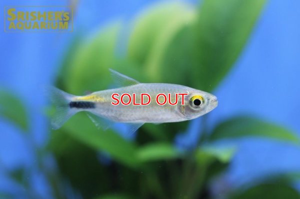 画像11: アレステス　ロンギピニス（M）