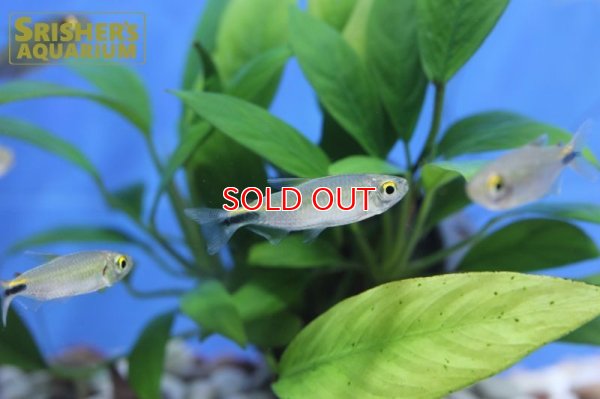 画像6: アレステス　ロンギピニス（M）