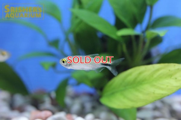 画像9: アレステス　ロンギピニス（M）