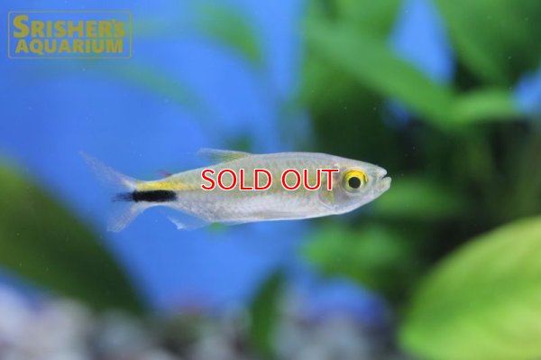 画像8: アレステス　ロンギピニス（M）