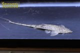 タイガーツチノコロリカリア