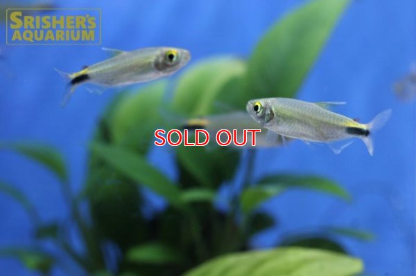 画像5: アレステス　ロンギピニス（M）