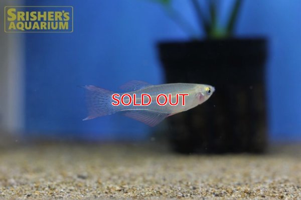 画像5: プロカトーパス　アベランス WILD