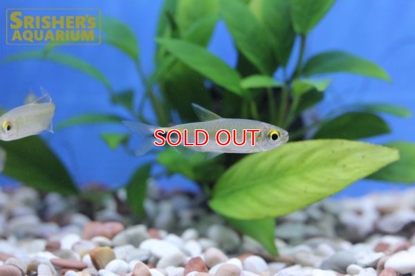 画像7: アレステス　ロンギピニス（M）