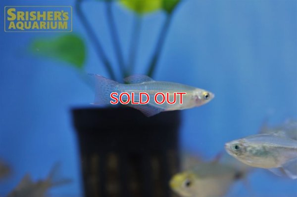 画像4: プロカトーパス　アベランス WILD