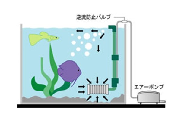 画像2: Tetra（テトラ）ツインビリーフィルター