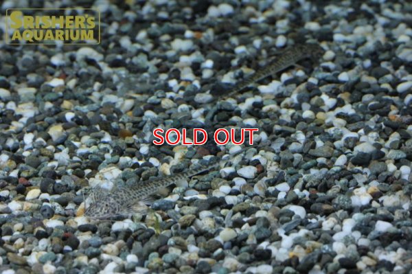 画像3: ラディノロリカリアSP.アマゾナス