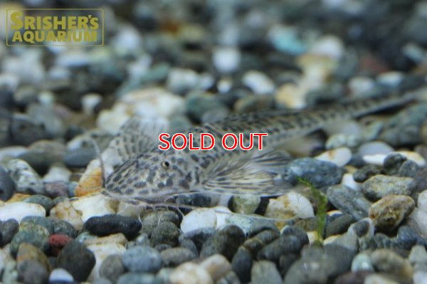 画像6: ラディノロリカリアSP.アマゾナス