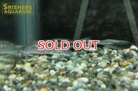 ロングボディロングノーズコンコルドキャット (Leptodoras acipenserinus)
