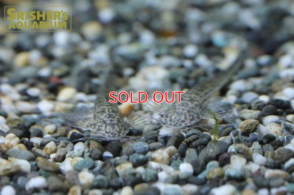 画像5: ラディノロリカリアSP.アマゾナス