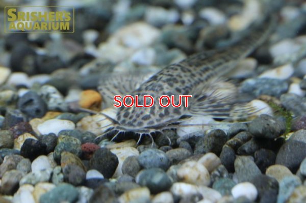 画像4: ラディノロリカリアSP.アマゾナス