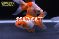 国産更紗琉金（平賀養魚場）