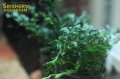 水草 ボルビティス sp. CUSPIDATA  (１ポット)