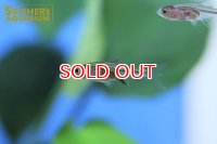 ラスボラ　アクセルロディ　レッド