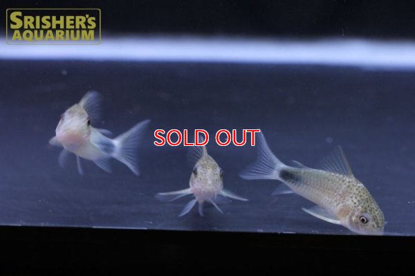 画像5: コリドラス シミリス WILD