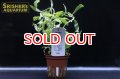 水草 ネサエア クラシカウリス TR（１POT）