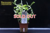 水草 ネサエア クラシカウリス TR（１POT）