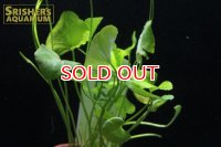 水草 ニムフォイデス　ＳＰ　タイワン　TR
