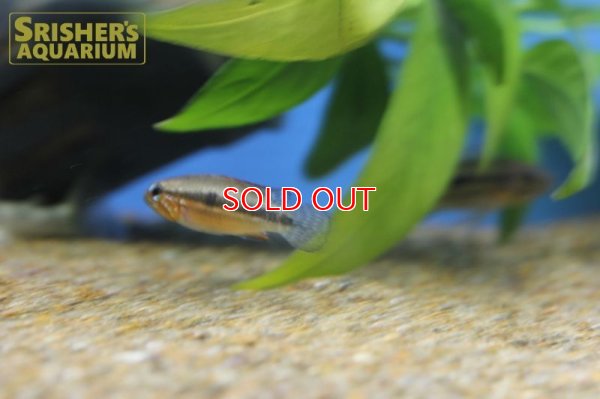 画像6: アピストグラマ sp. ミウア ワイルド (ペア)