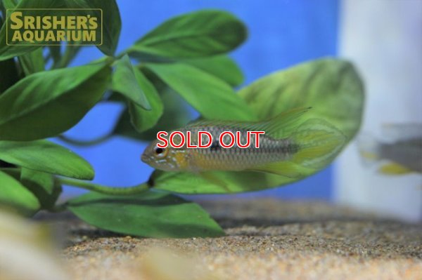 画像5: アピストグラマ アガシジー カレイロ ワイルド (ペア)